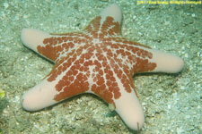 sea star